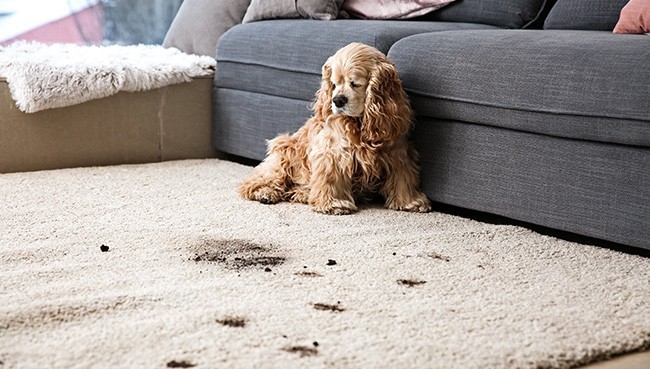 Funny dog and its dirty trails on carpet | Towne Flooring Center