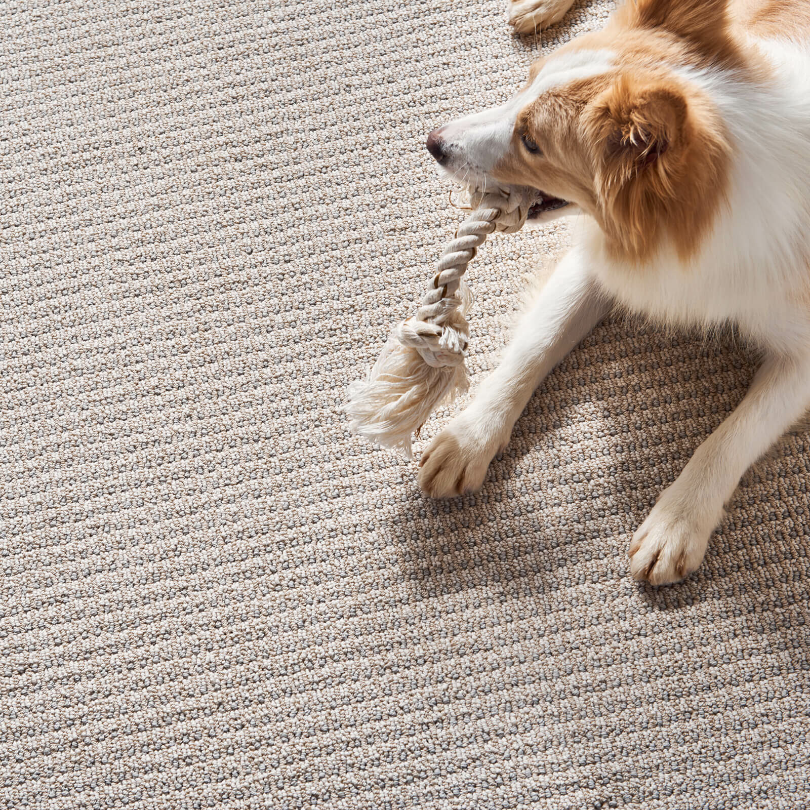 Pet friendly carpet | Towne Flooring Center